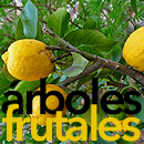Venta de árboles frutales, ornamentales y de sombra en Bilbao, Bizkaia, Cantabria, Palencia y  Burgos